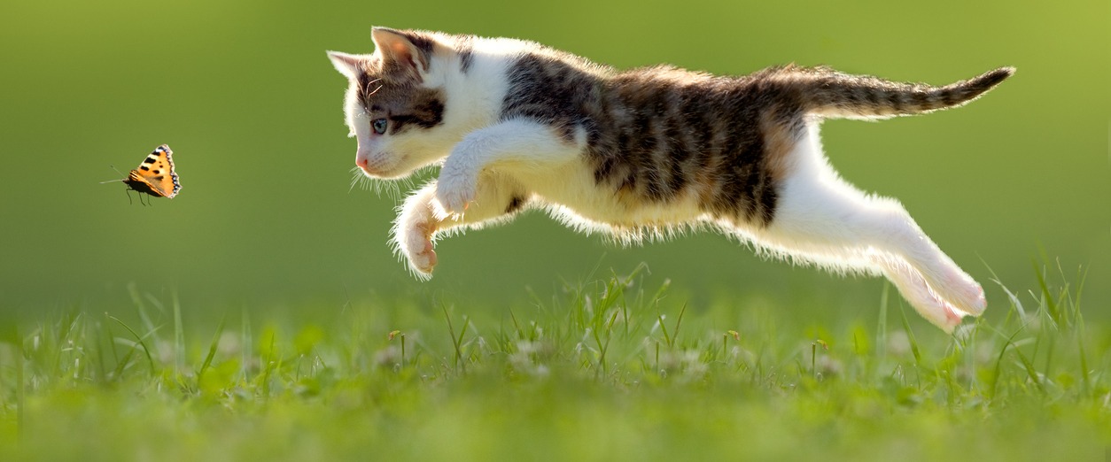 Healthy kitten leaping through a sunlit meadow, chasing a butterfly