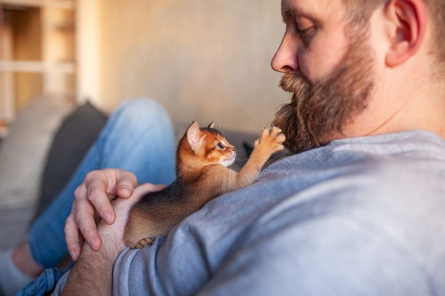 Bearded man cuddling an Abyssinian kitten on the sofa